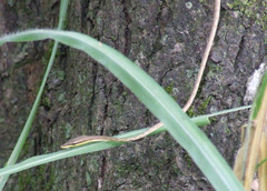 Oxybelis rutherfordi