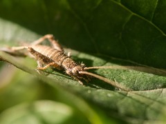 Arachnocephalus vestitus