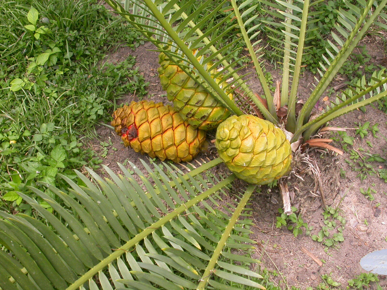 Encephalartos poggei