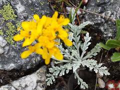 Jacobaea incana