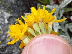 Jacobaea incana