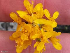 Jacobaea incana