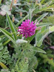 Trifolium alpestre