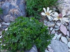 Anemonoides baldensis