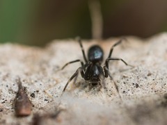 Liophrurillus flavitarsis