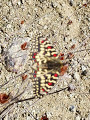 Zerynthia rumina