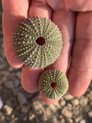 Purple Sea Urchin