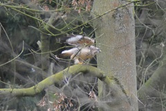 Buteo buteo