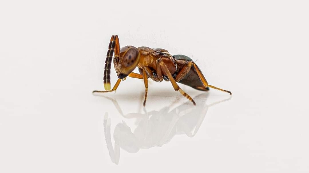 Aglyptus rufus