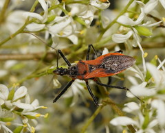 Gminatus
