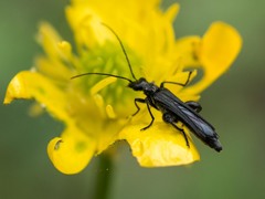 Oedemera atrata