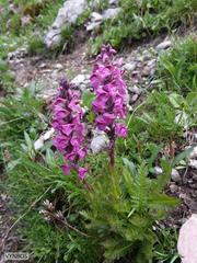 Pedicularis rostratospicata