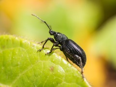 Otiorhynchus meridionalis