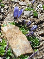 Campanula cenisia