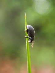 Otiorhynchus meridionalis