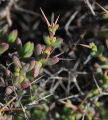 Ruschia cradockensis