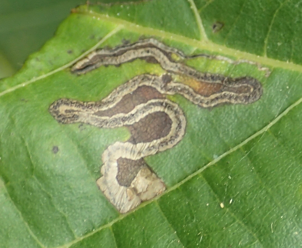 Pecan Serpentine Leafminer Moth