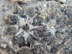 Ariocarpus kotschoubeyanus