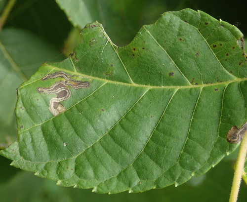 Pecan Serpentine Leafminer Moth photo 2