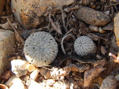 Pelecyphora aselliformis