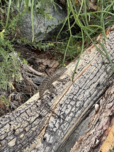 iNaturalist observation photo of Western Fence Lizard