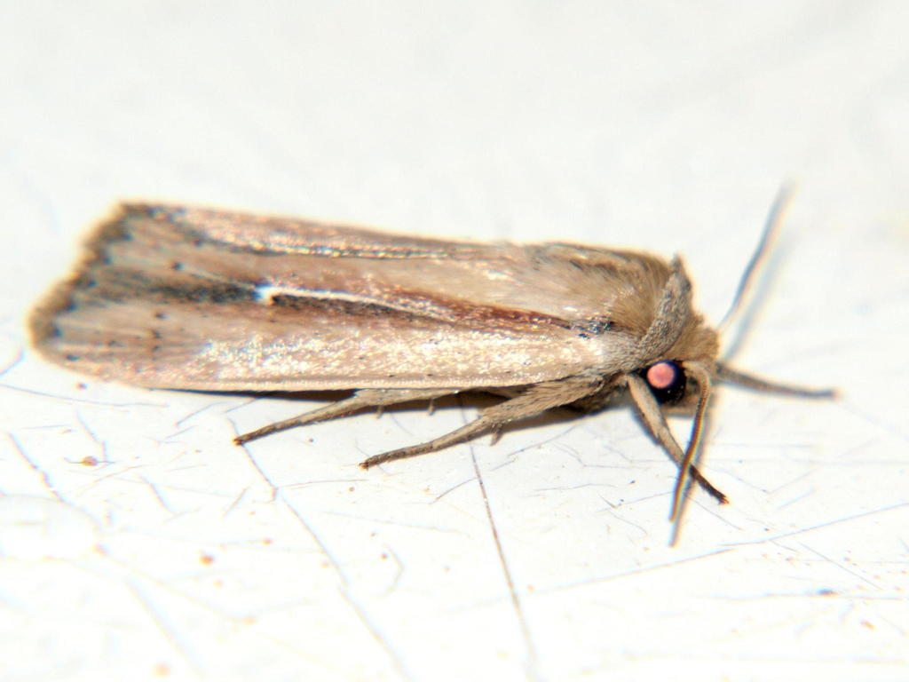 Mythimna hamata