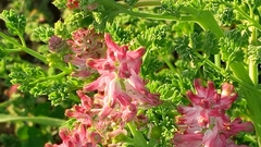 Fumaria densiflora