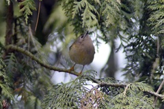 Regulus regulus
