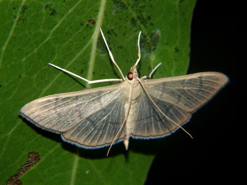 Pearl Grey Moth
