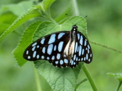 Graphium leonidas leonidas