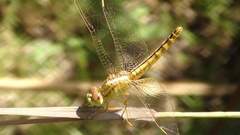 Crocothemis servilia