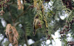 Regulus regulus