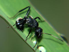 Camponotus sericeus