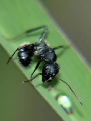 Camponotus sericeus