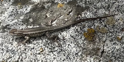 iNaturalist observation photo of Common Sagebrush Lizard