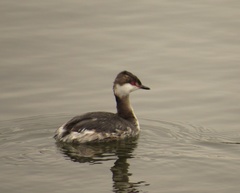 Podiceps auritus