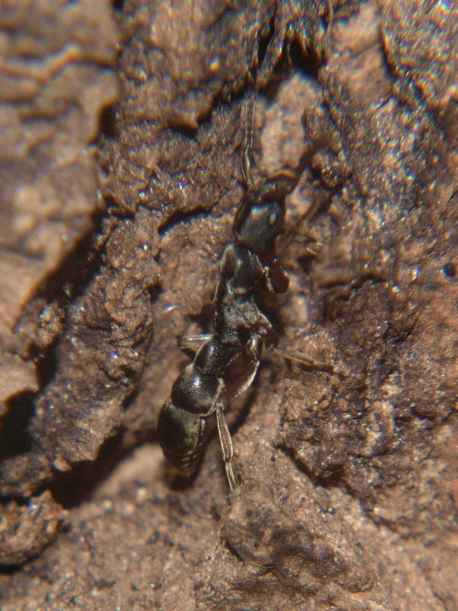 Platythyrea modesta