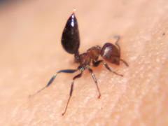 Crematogaster castanea