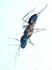 Camponotus sexpunctatus