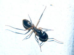 Camponotus sexpunctatus