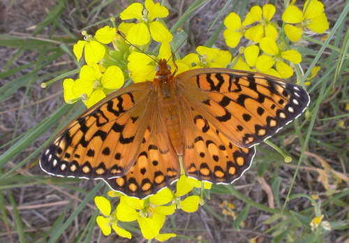 Edwards' Fritillary