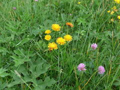 Crepis aurea