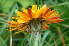 Crepis aurea