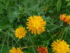 Crepis aurea