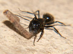 Camponotus errabundus