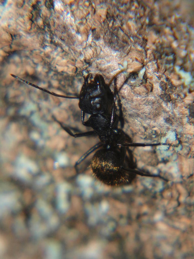 Camponotus chrysurus