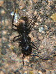 Camponotus chrysurus