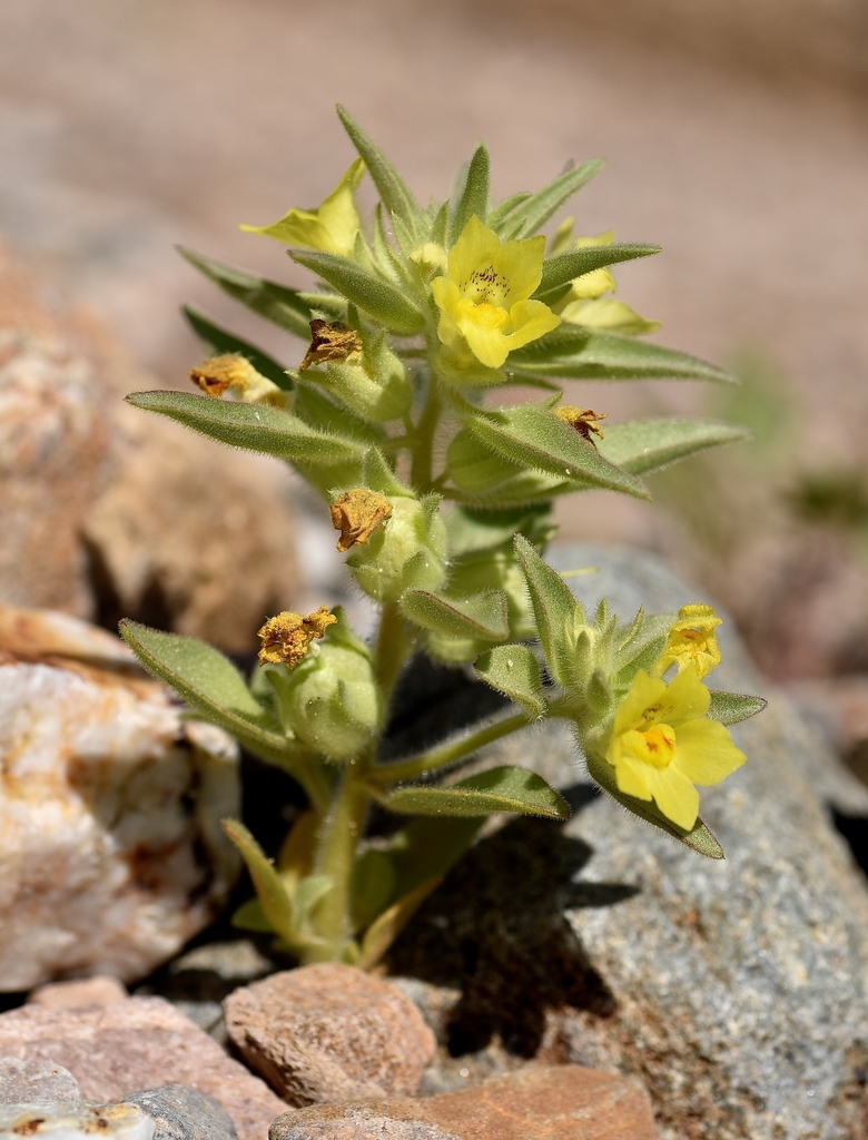 golden desert-snapdragon