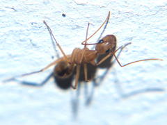 Camponotus maculatus