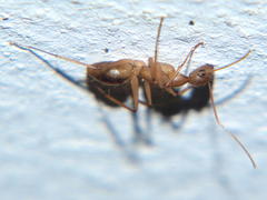 Camponotus maculatus